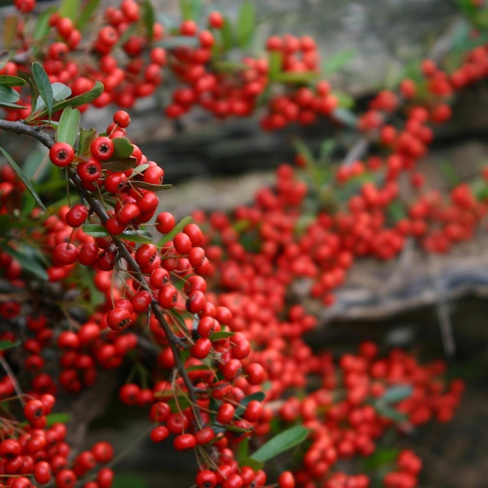 Cabanas Pyracantha Esquel Exteriör bild